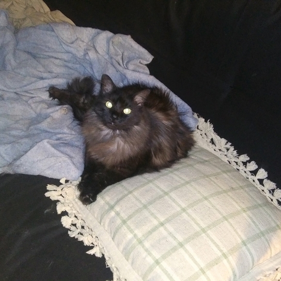 Meet your Posher, Kim - Picture 4 of 8